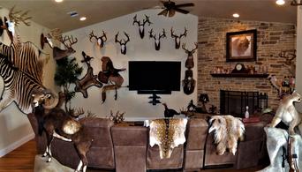 An inside of a house with the wall of the house filled with deer antlers and heads