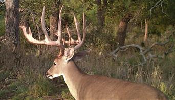 Texas Deer Hunting 
We offer guided and semi-guided high-fence and free-range deer hunting. We can accommodate all hunters, from individual/family to even corporate hunts.